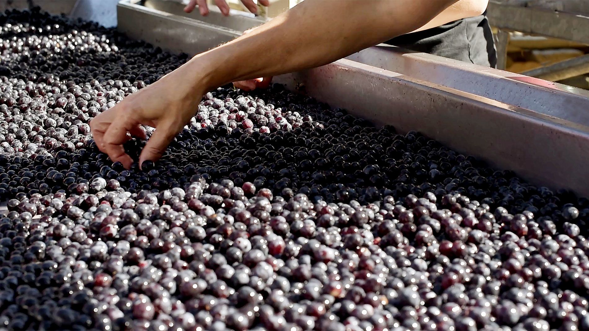a dirt path in the middle of a vineyard