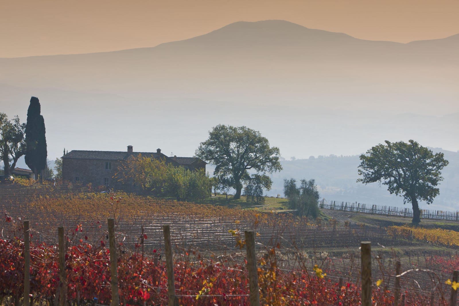 a dirt path in the middle of a vineyard