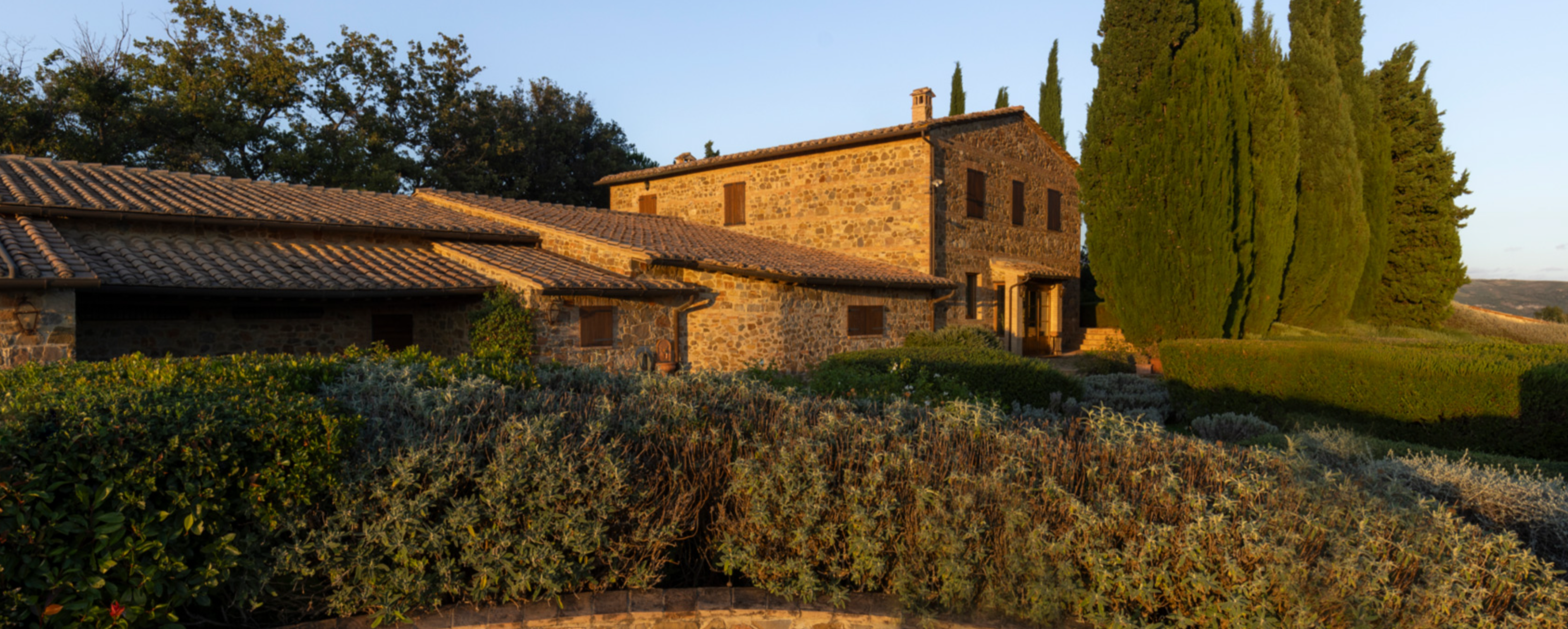 a dirt path in the middle of a vineyard