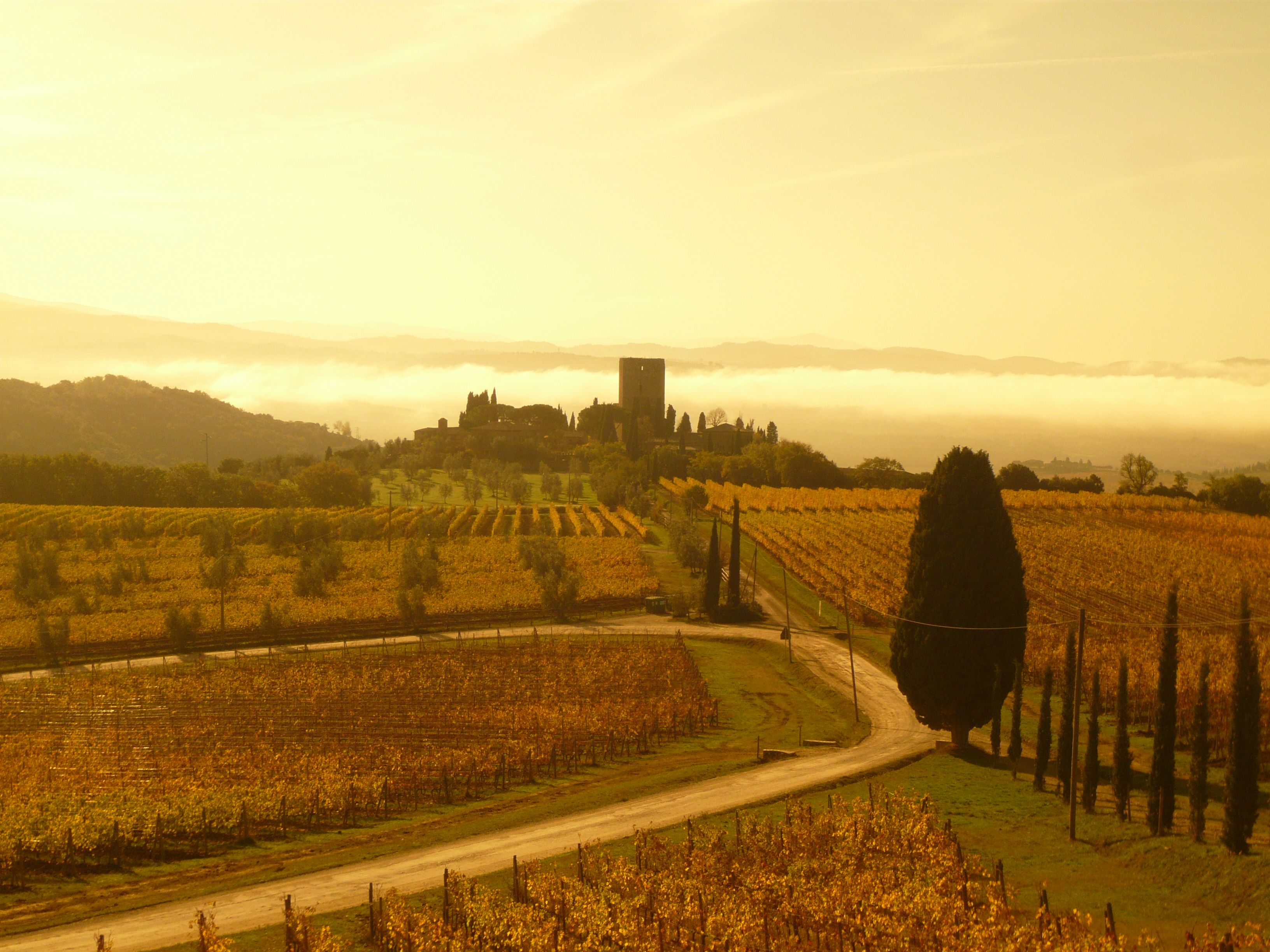 a dirt path in the middle of a vineyard