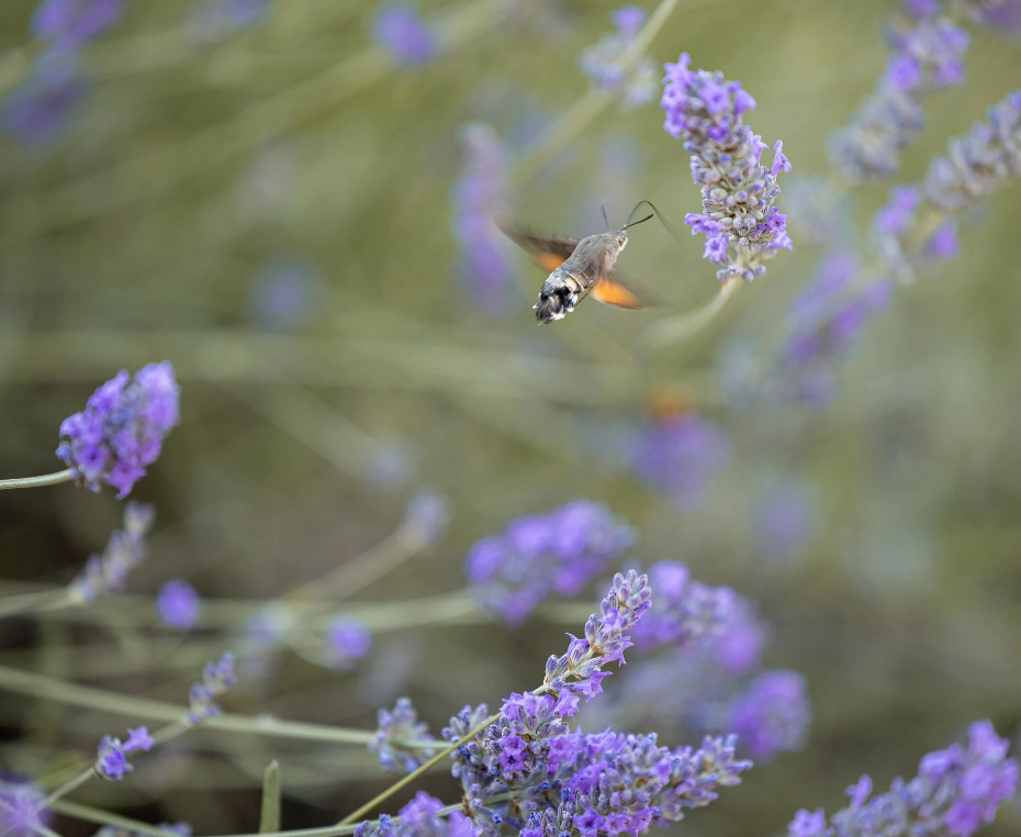 a dirt path in the middle of a vineyard