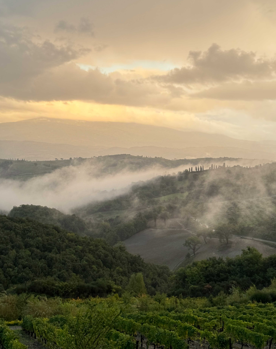 a dirt path in the middle of a vineyard