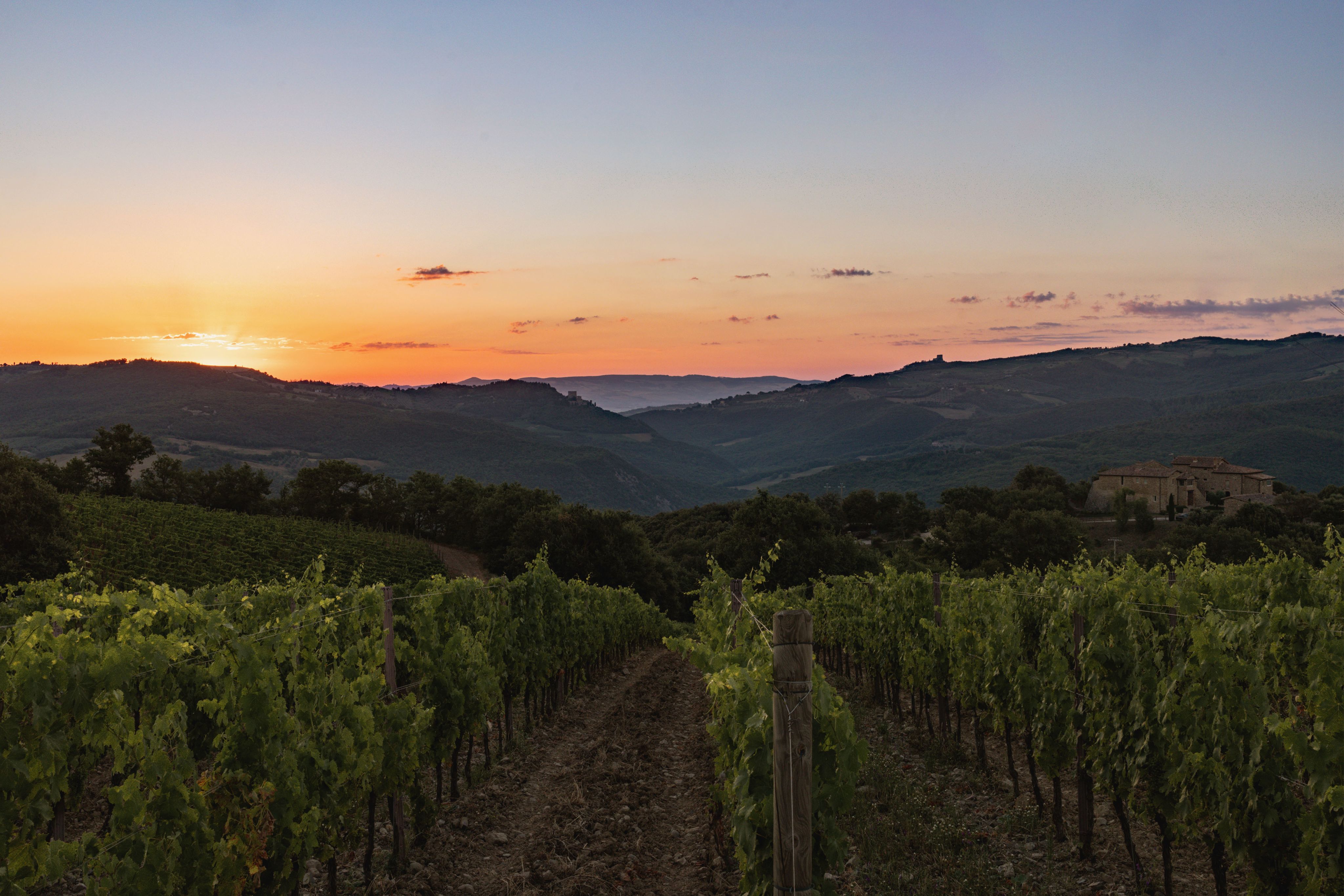 a dirt path in the middle of a vineyard