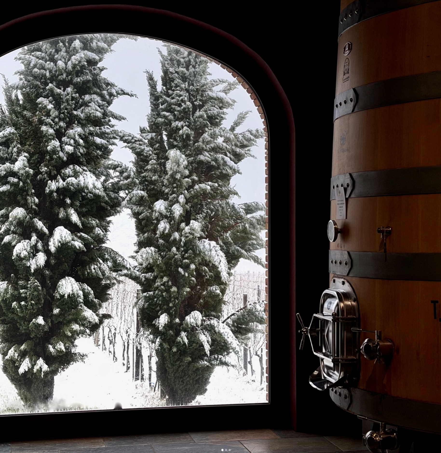 a dirt path in the middle of a vineyard