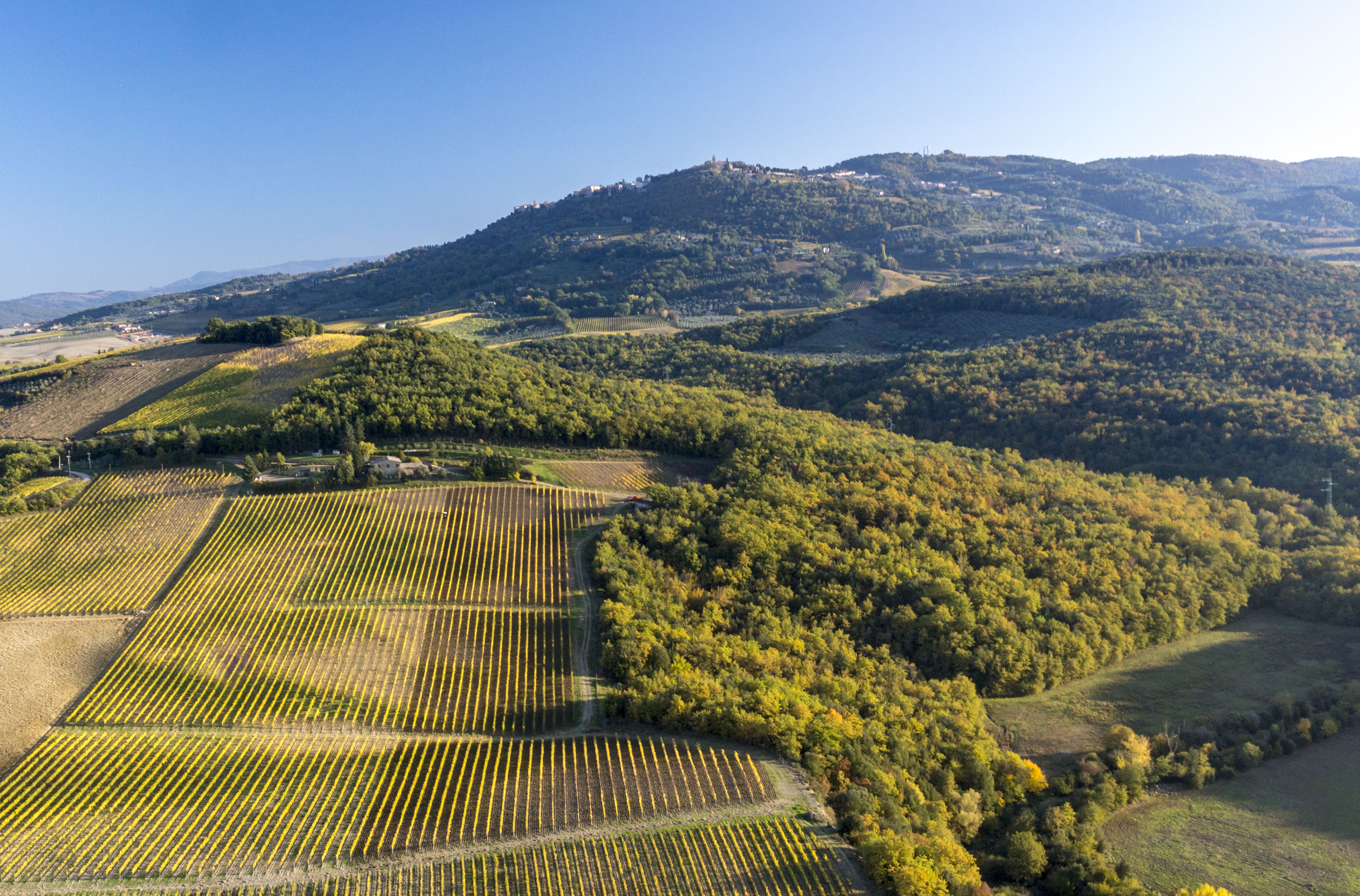 a dirt path in the middle of a vineyard
