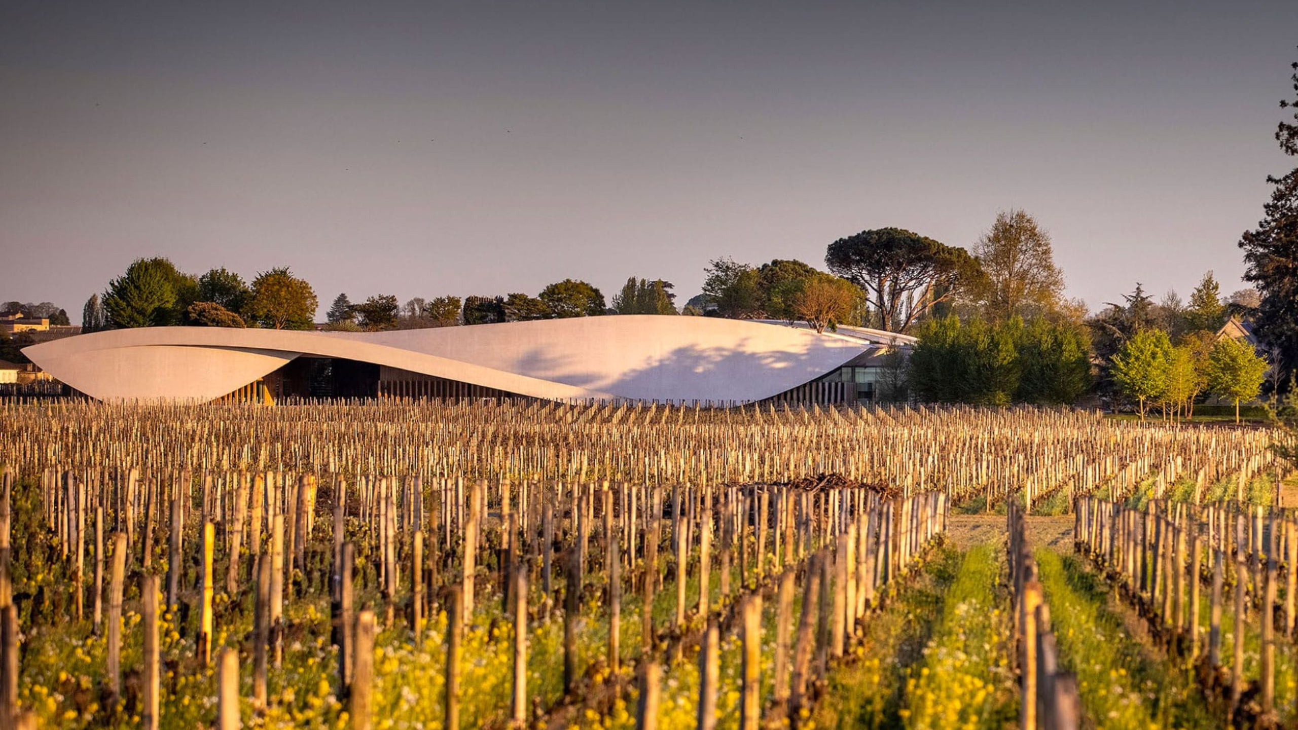 a dirt path in the middle of a vineyard